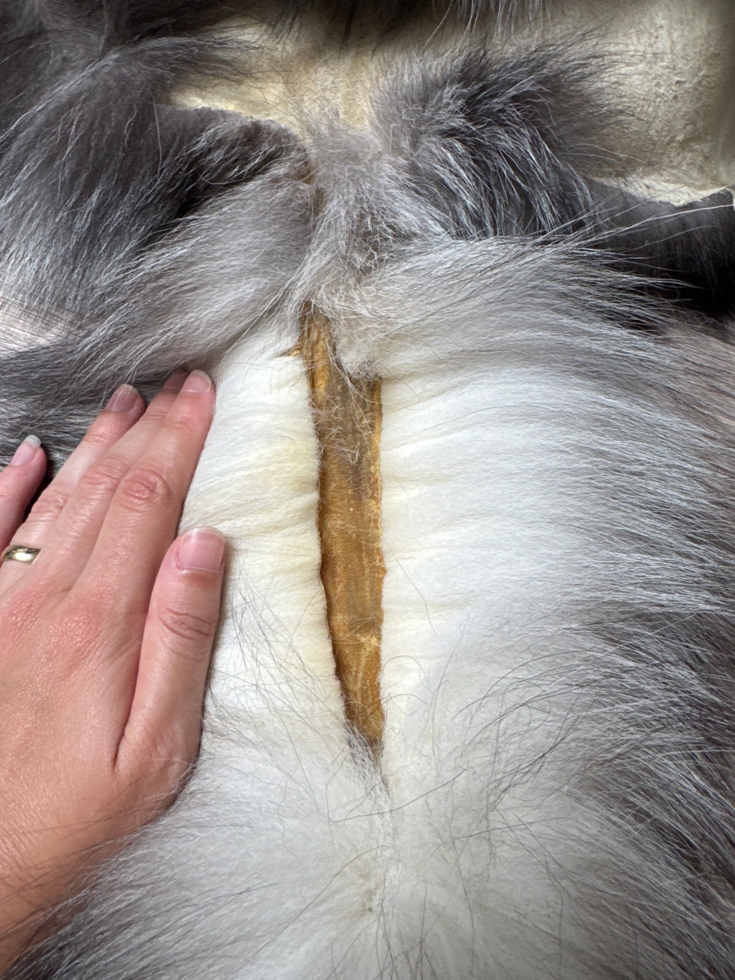 Silver Ringneck fox pelt (18)